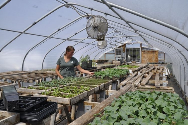 Researcher in Greenhouse