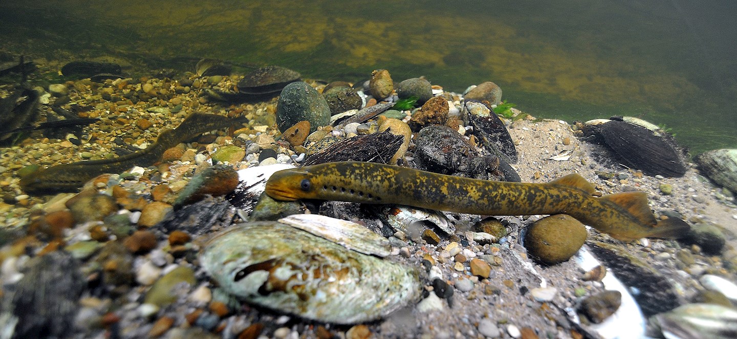 multiple lamprey on a riverbed