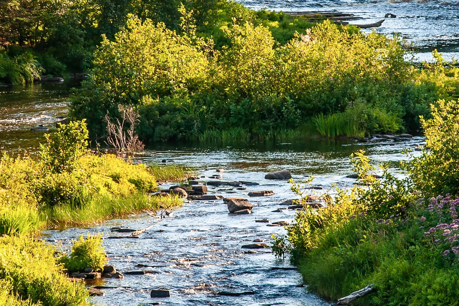 Stream with rocks