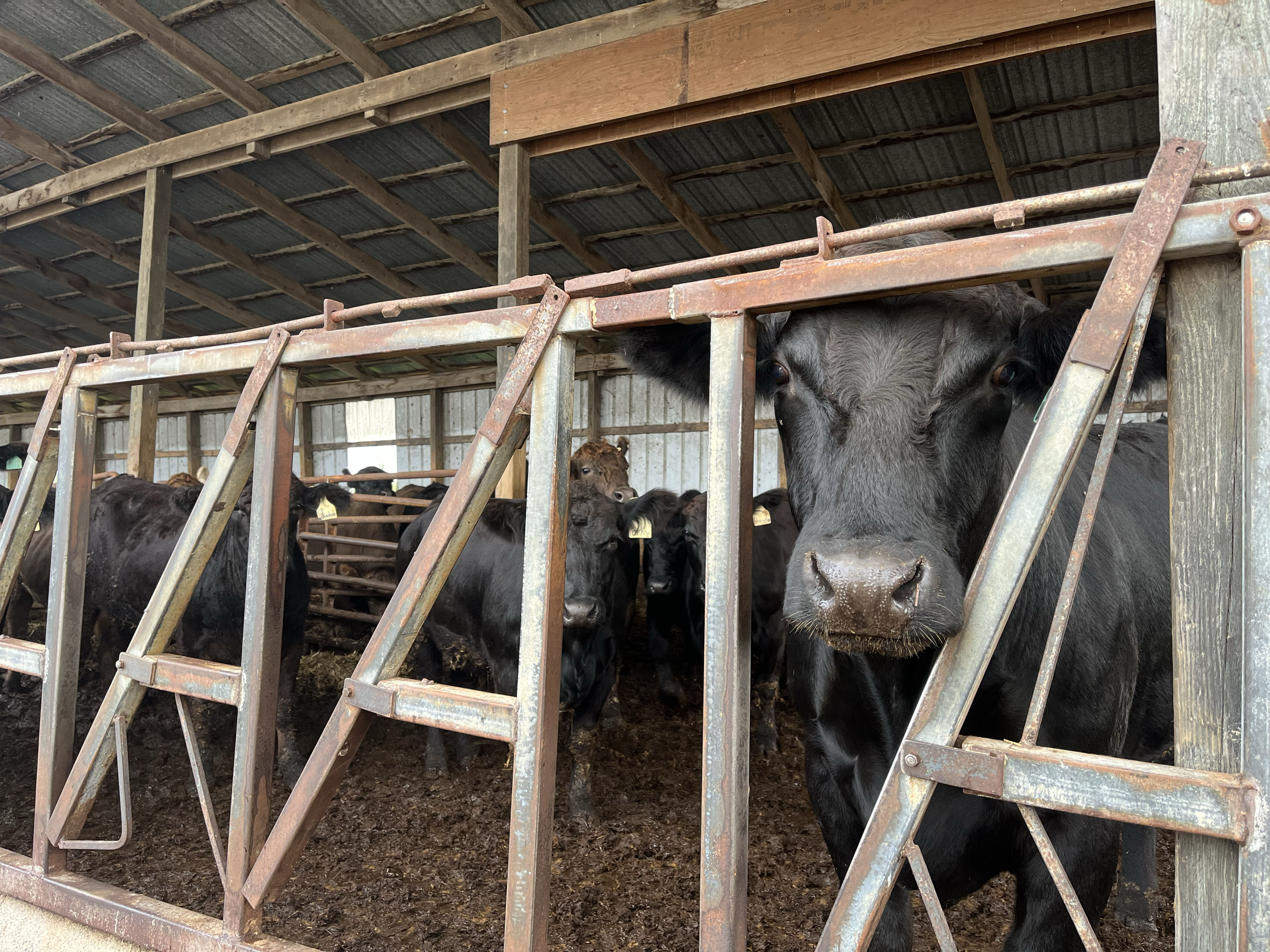 Dairy cows in a barn