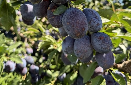 ‘Stanley’ plums close to harvest