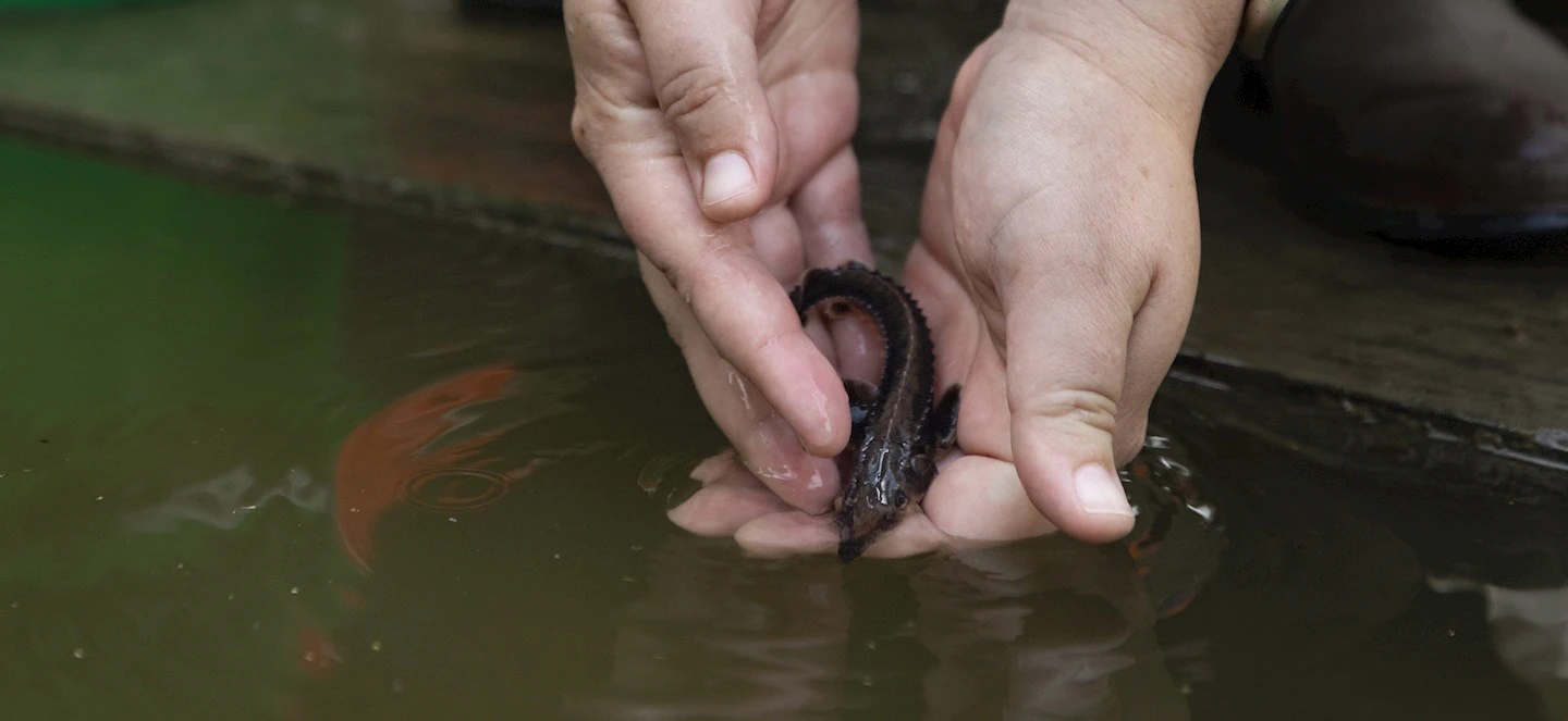 A baby sturgeon in someone's hands