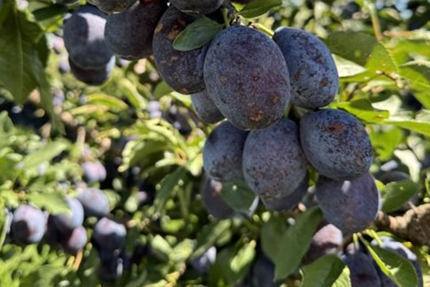 ‘Stanley’ plums close to harvest