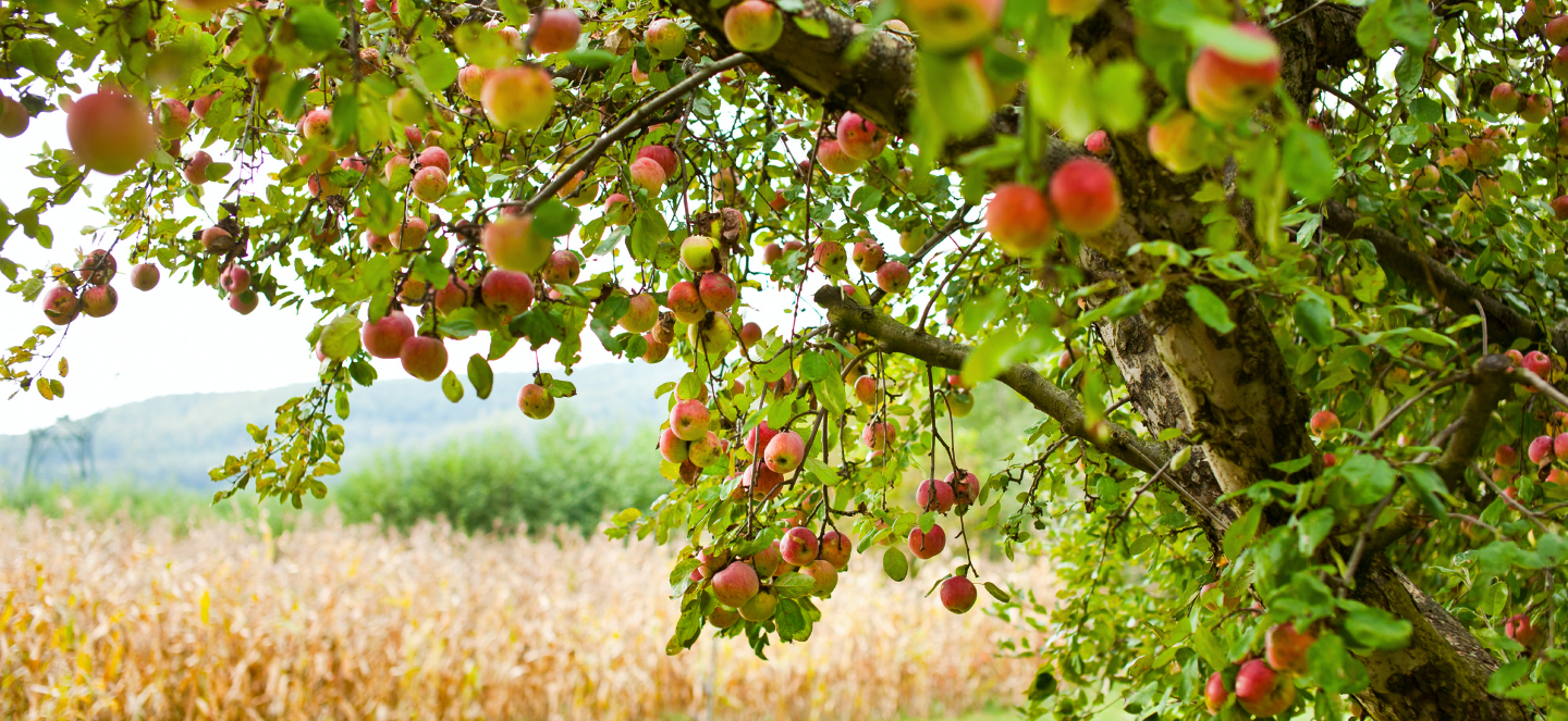 Apple orchard.