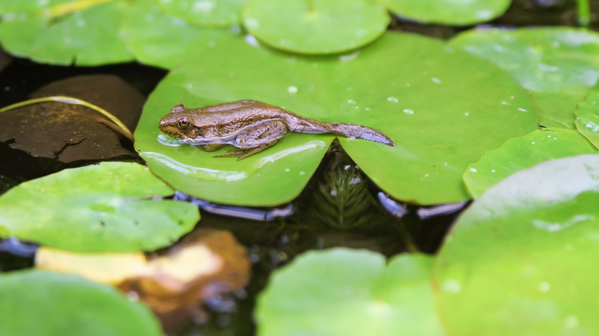 Frog on a lily pad in water.