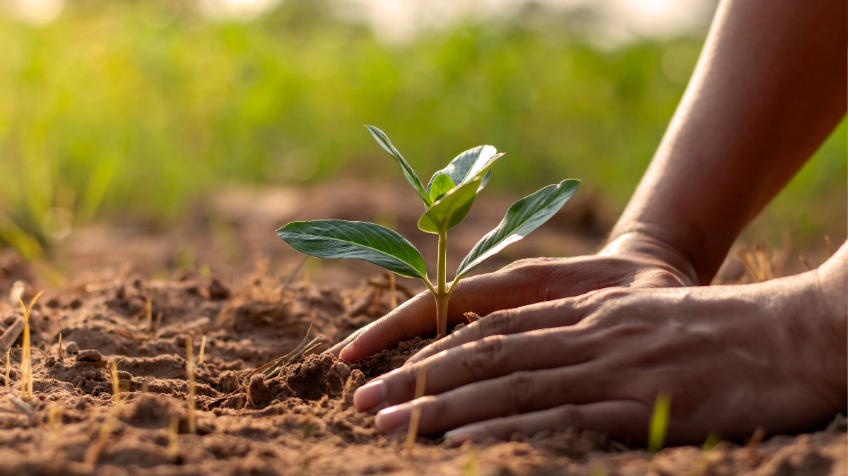 Person tending to a plant in soil.