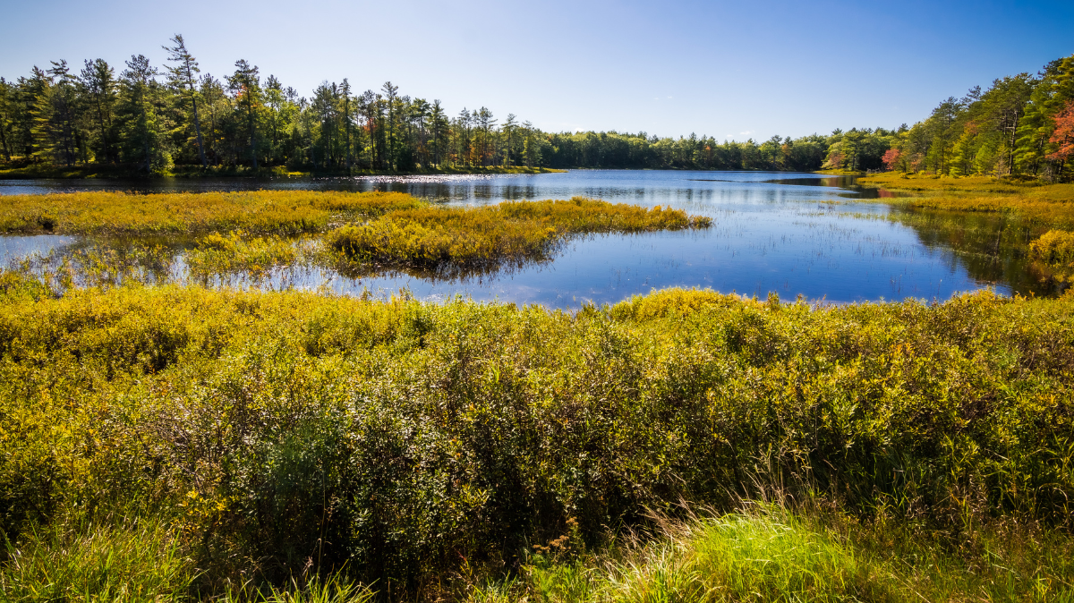 Upper Peninsula wetland.