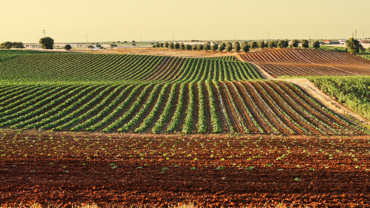 Agriculture field.