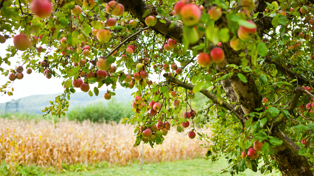 Fruit trees.