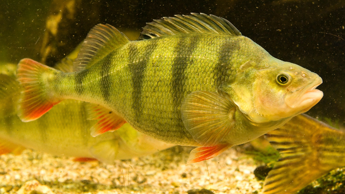 Yellow perch fish.