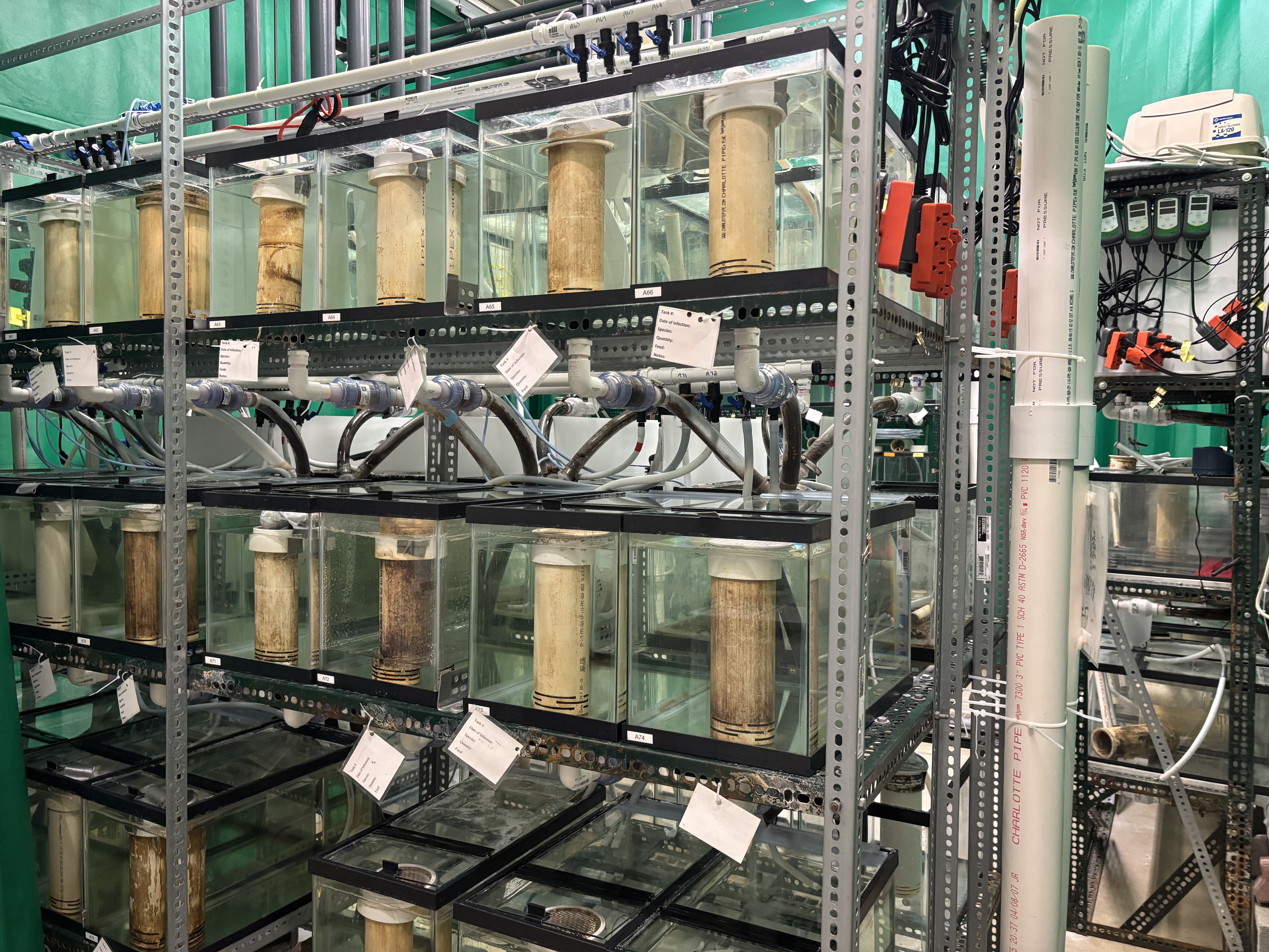 Rows of tanks inside the Aquatic Animal Health Lab support research on fish health and invasive species.