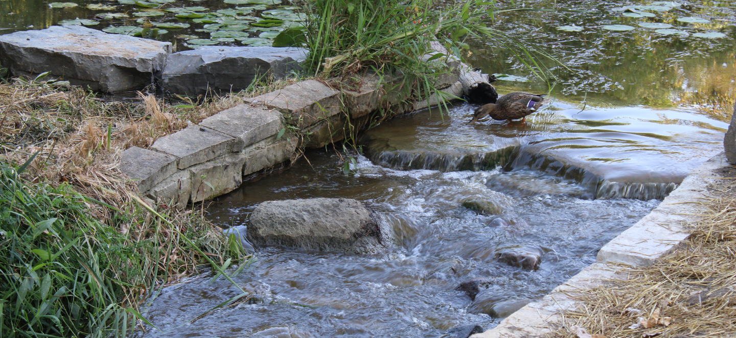 Duck drinking water at Tollgate.