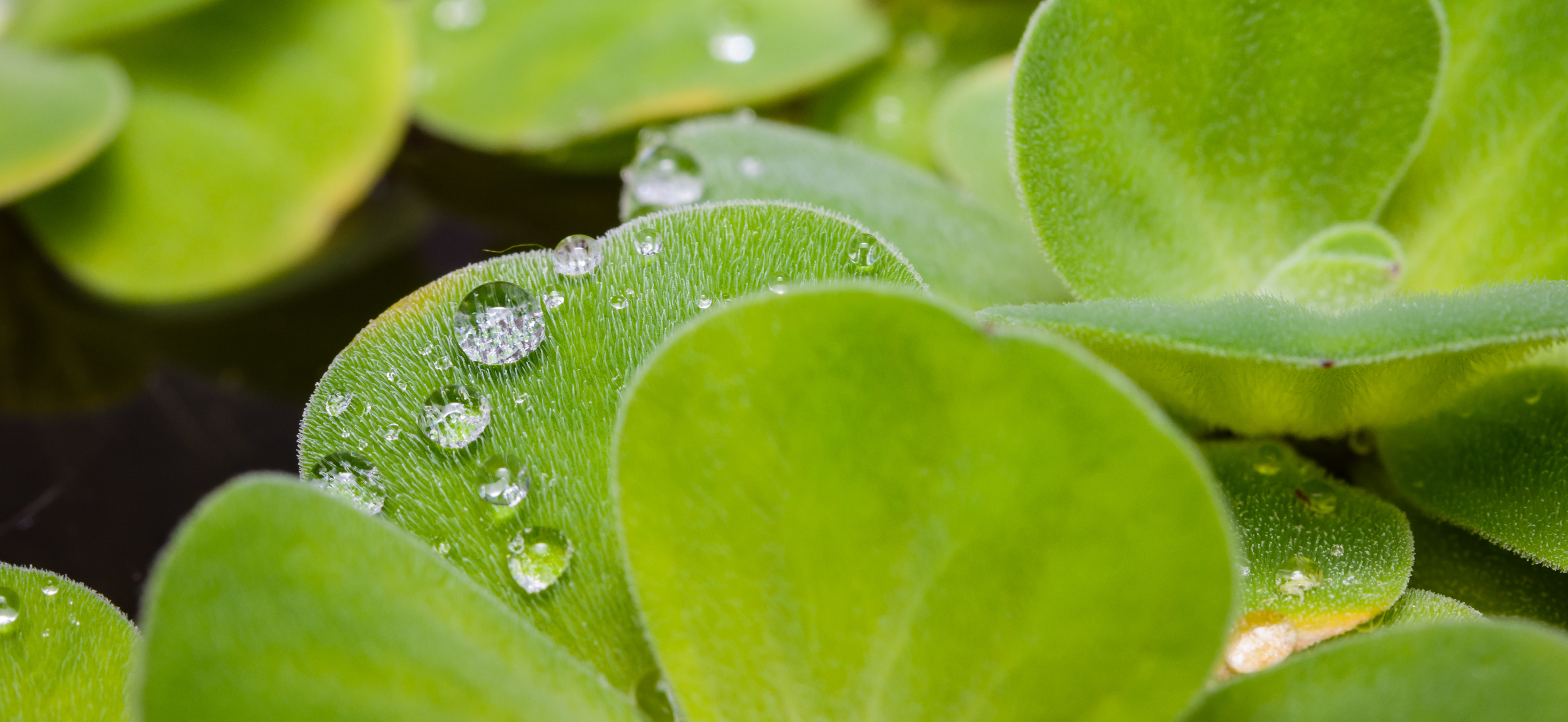 Closeup of Duckweed.