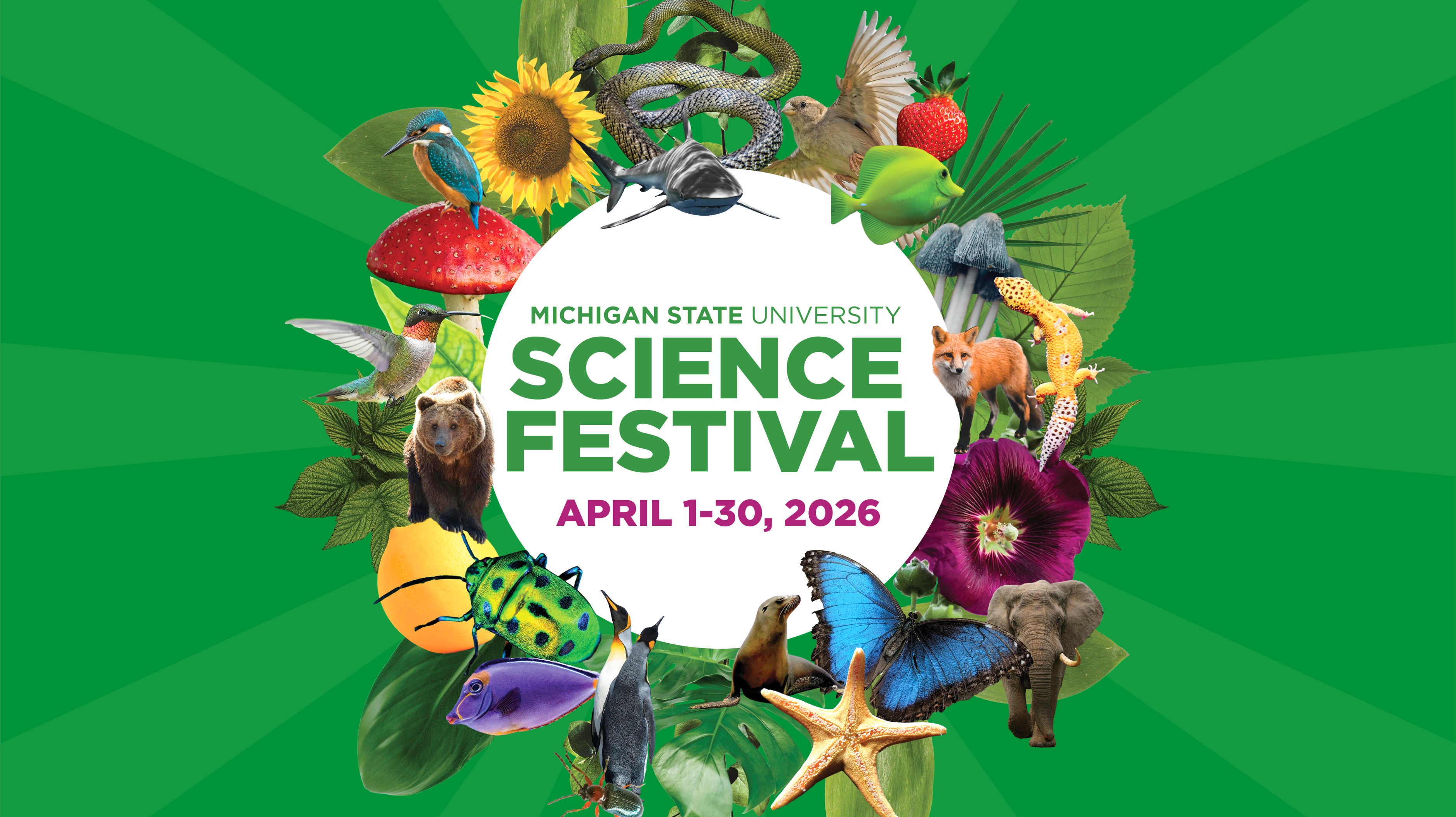 MSU Science Festival graphic.