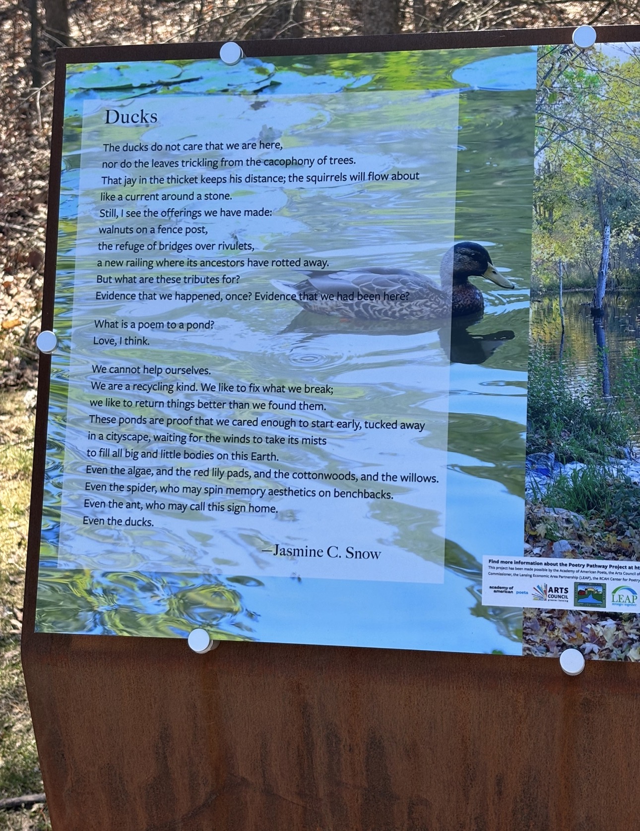 Ducks by Jasmine C. Snow.