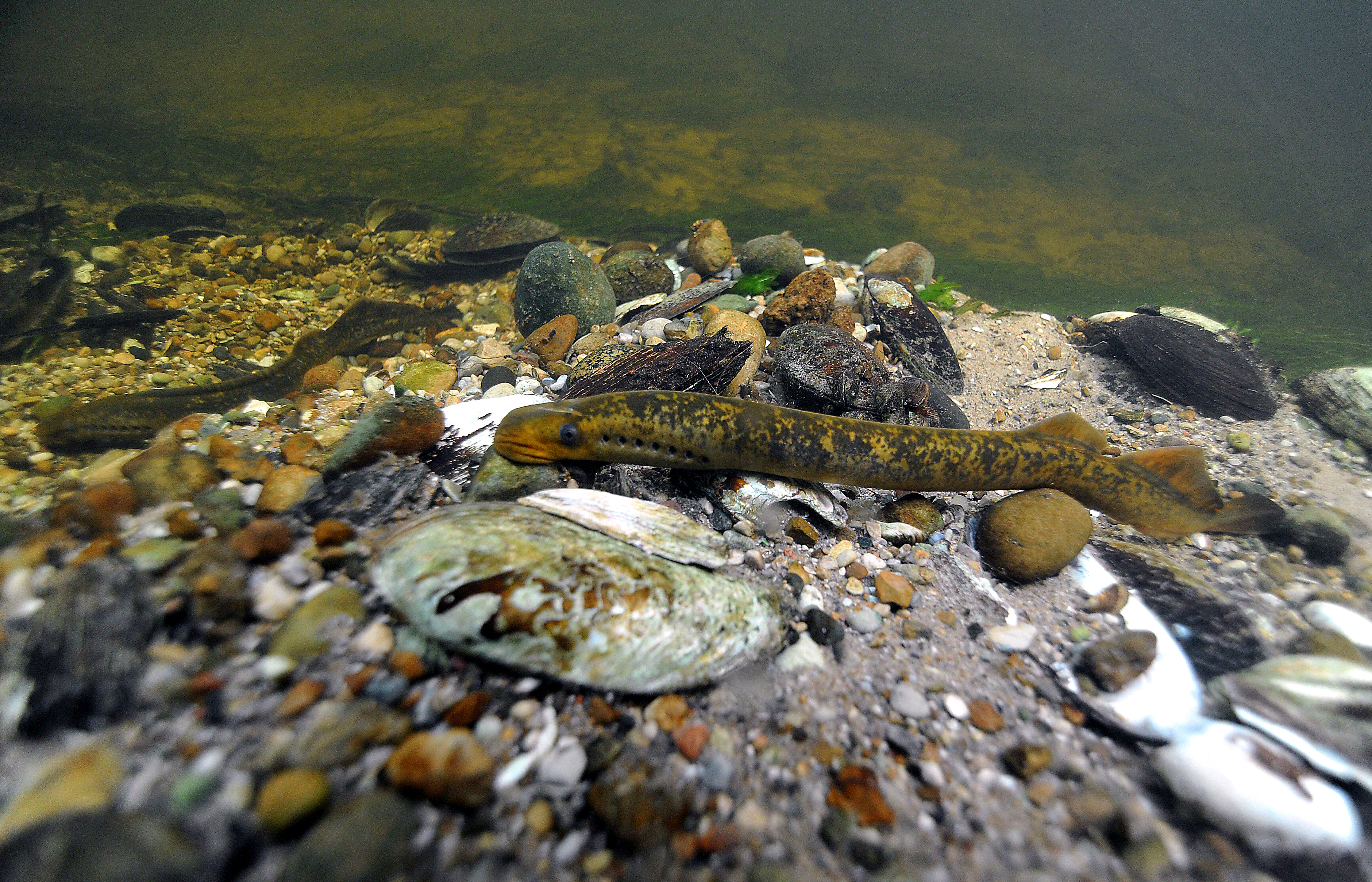 Underwater sea lamprey.