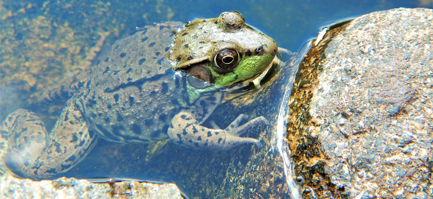 Green frog in a pond.
