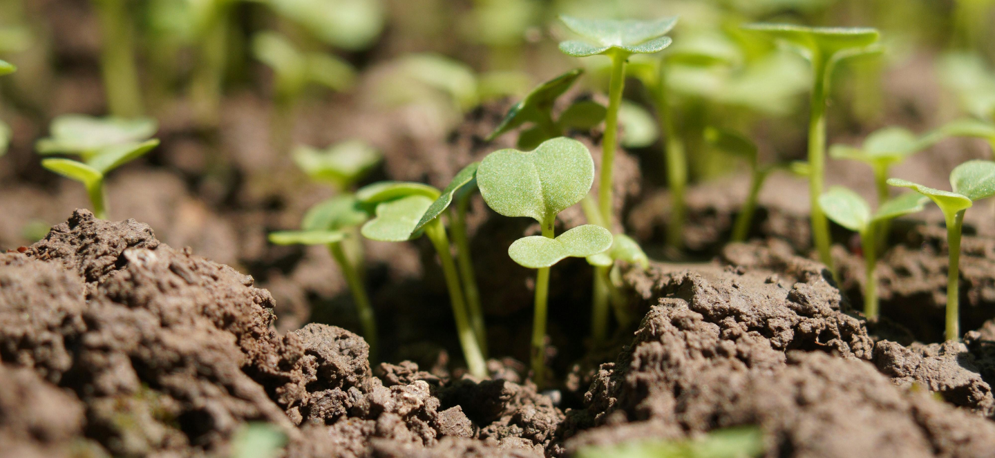Close-up of soil.