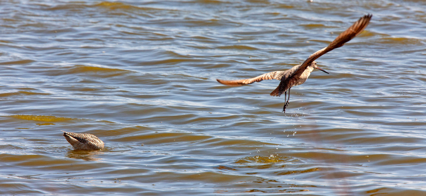 Two birds flying over water.