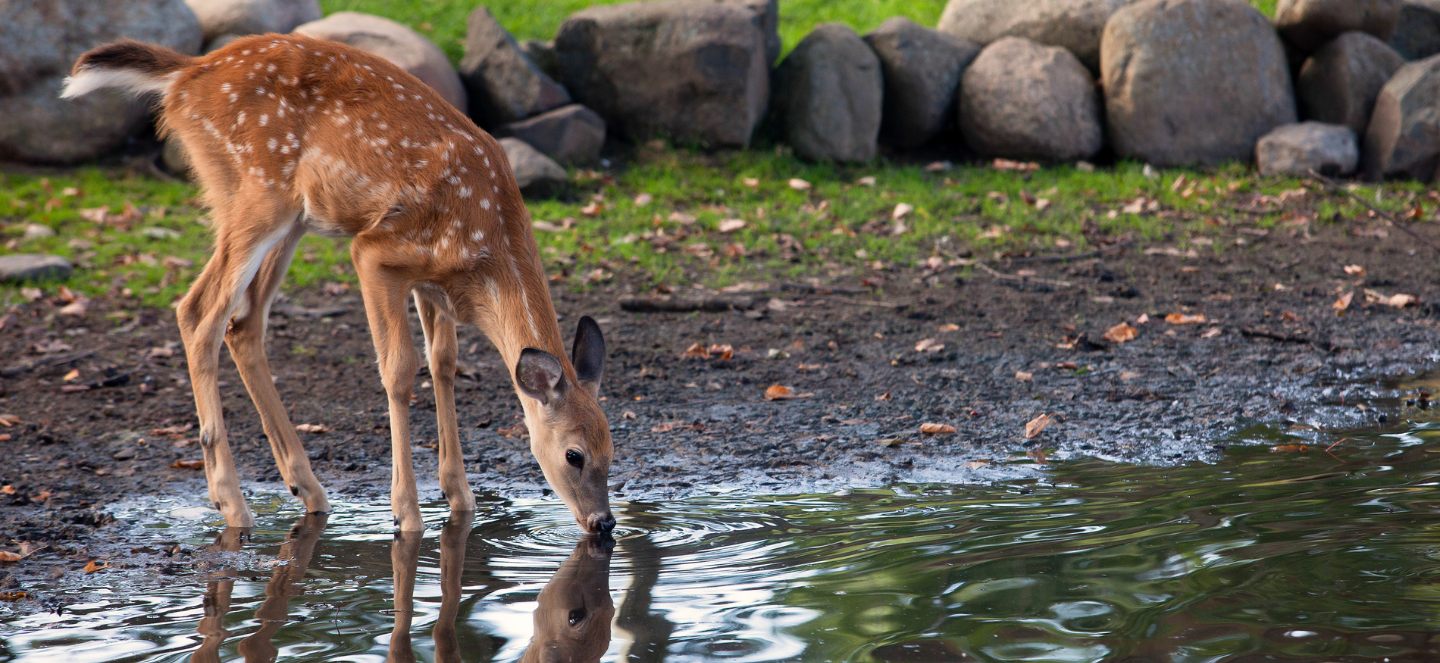 White-tailed deer drinking water.