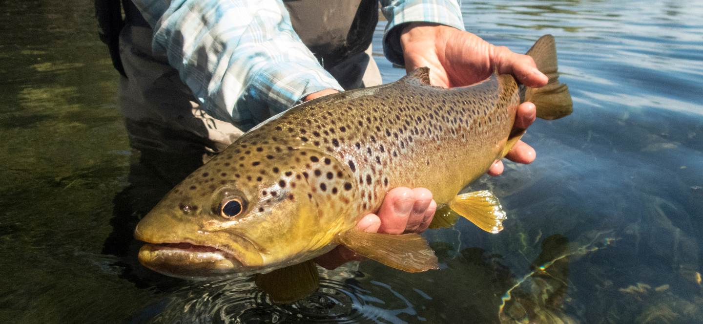 Person holding brown trout.