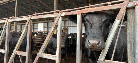 Cows in a barn