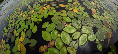 native plants on top of water photographed with a fisheye lens