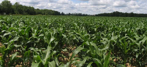 corn field