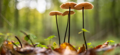 Close-up of mushrooms in a forest.