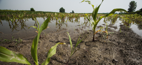 Flooded field.