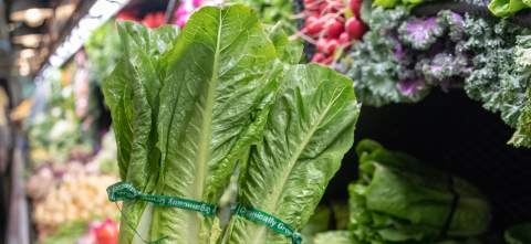 Romaine lettuce at the grocery store.