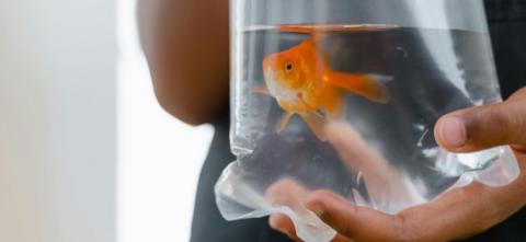 A person holding a small clear plastic bag containing a goldfish in water.