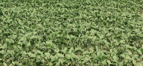 A dense field of green soybean plants with broad leaves growing close together.