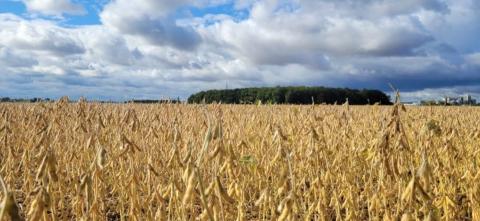 A wide field of golden-brown soybean plants ready for harvest under a partly cloudy blue sky.