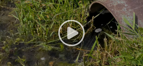 Water pooling in a yard.
