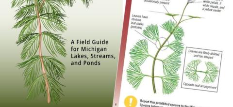 Aquatic Invasive Plants