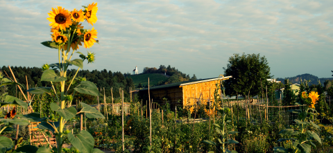 Community garden.