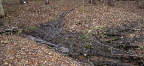 A narrow stream of dark water flows through a wooded area covered in fallen leaves.