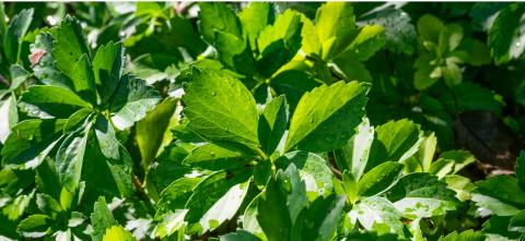 Close up of healthy green plant leaves growing densely in sunlight.