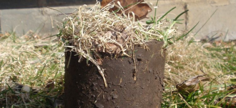 A cylindrical soil core sample covered in dried root material and thatch, sitting on a patch of dormant grass near a paved surface.