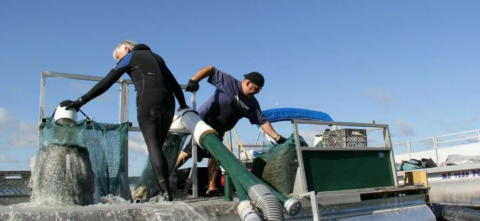 Two workers on a boat handling large fish nets over open water on a sunny day, engaged in aquaculture or fishery sampling operations.