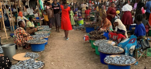 A busy outdoor fish market with vendors, mostly women, sitting beside large blue buckets and baskets filled with small dried fish, with crowds of shoppers in the background.