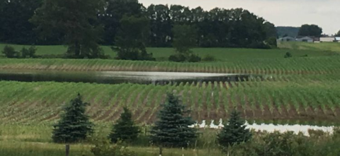 Aerial view of green agricultural crop rows stretching across a landscape with a small water retention pond or wetland area visible among the fields, bordered by a tree line in the background.