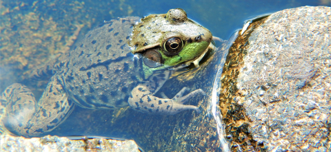 Green frog in a pond.