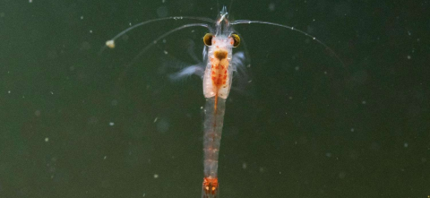 Bloody red shrimp.